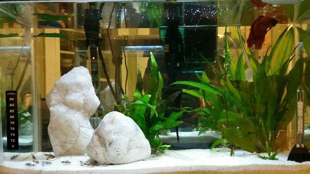 pygmy corydoras with betta