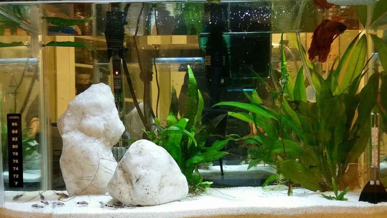 Pygmy Corydoras with Betta: Ideal Tank Mates?