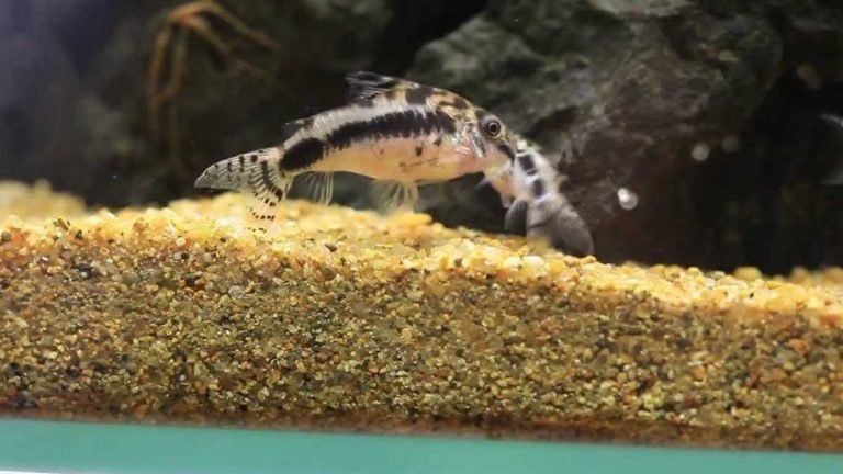 How to Breed Corydoras
