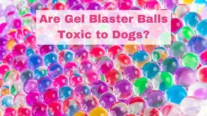 are gel blaster balls toxic to dogs