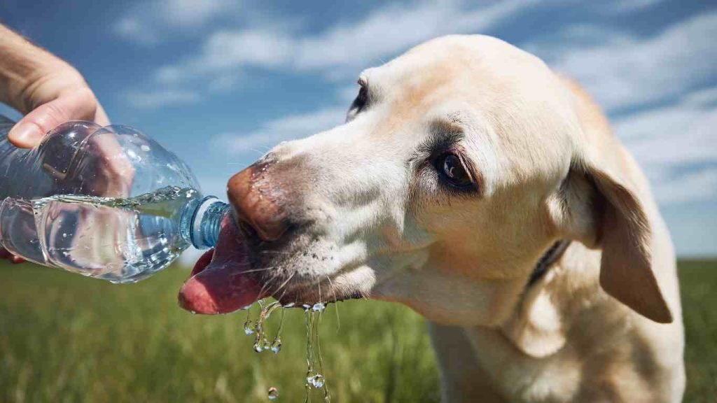 Can Dogs Drink Powerade