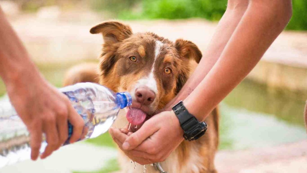 Can Dogs Drink Powerade