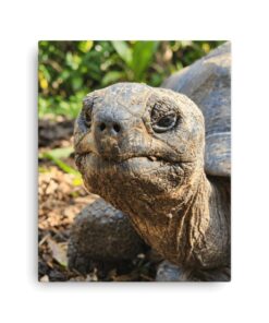 aldabra giant tortoise portrait