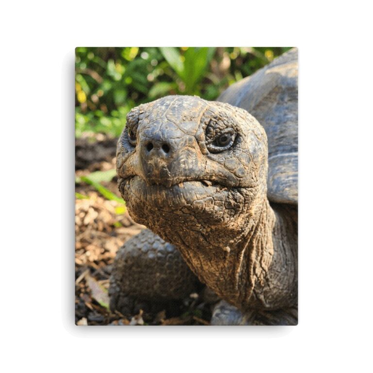 Aldabra Giant Tortoise Portrait Hyper-Realistic Wall Art